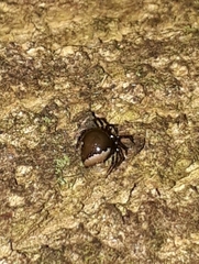 Emertonella taczanowskii