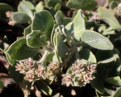 Arctostaphylos × media