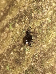 Emertonella taczanowskii