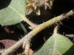 Arctostaphylos × media