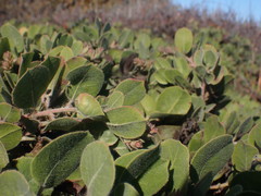 Arctostaphylos × media