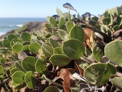 Arctostaphylos × media