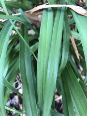 Hemerocallis lilioasphodelus