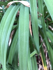 Hemerocallis lilioasphodelus