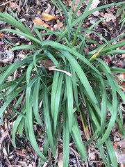 Hemerocallis lilioasphodelus