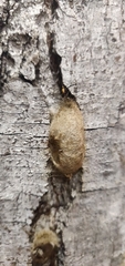 Lepidoptera
