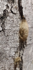 Lepidoptera
