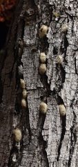 Lepidoptera