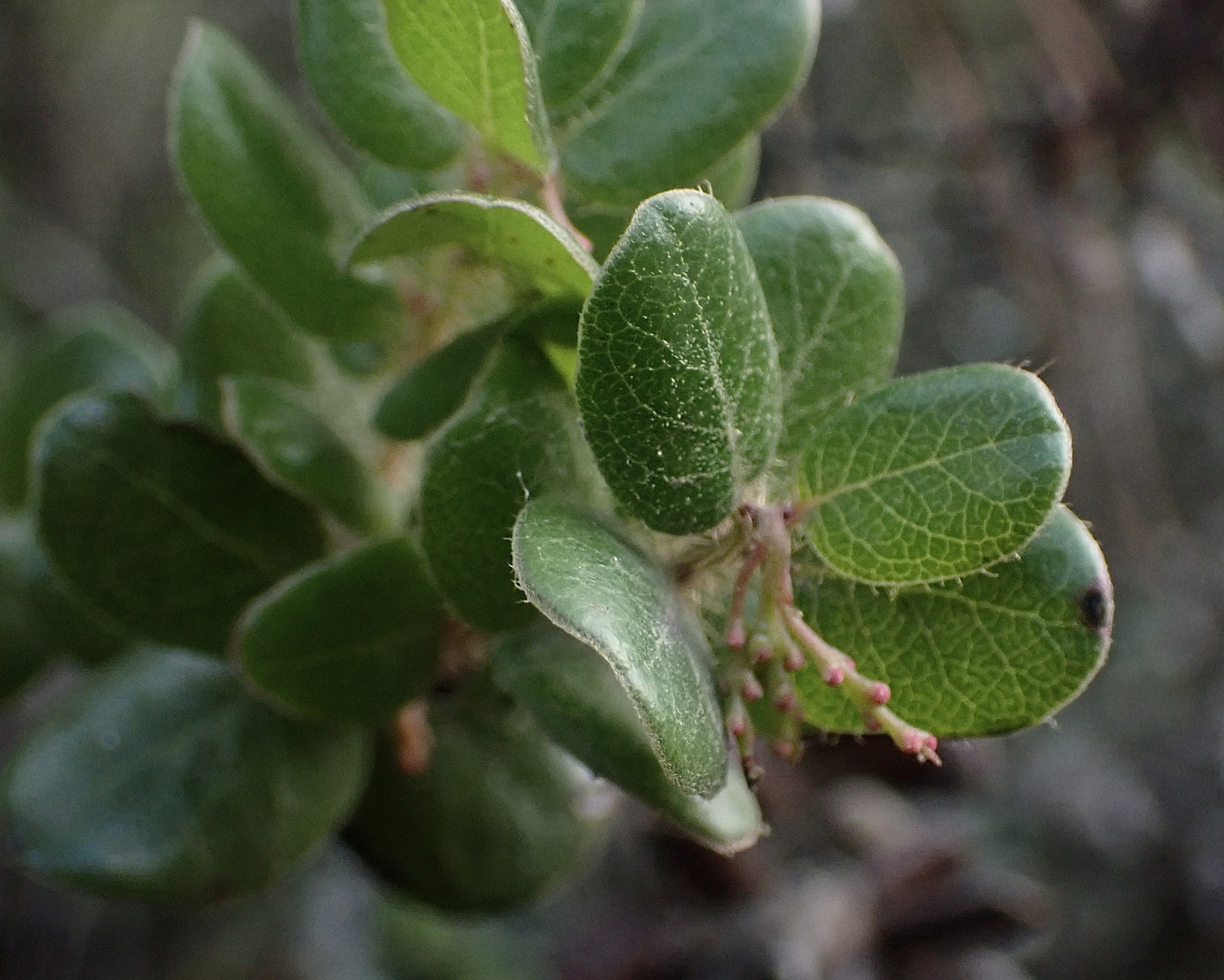Arctostaphylos nummularia ssp. nummularia