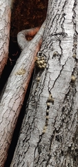 Lepidoptera