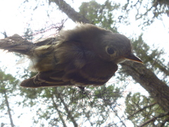 Empidonax affinis