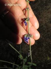 Salvia helianthemifolia