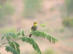 Pycnonotus xantholaemus