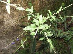 Salvia helianthemifolia