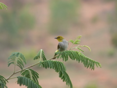 Pycnonotus xantholaemus