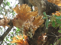 Platycerium wallichii