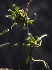 Hildebrandtia austinii image