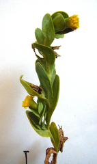 Hertia alata
