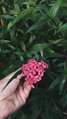 Arachnothryx leucophylla