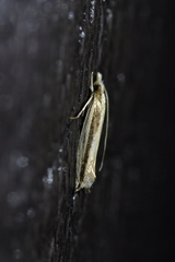 Erechthias stilbella