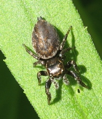 Evarcha hoyi