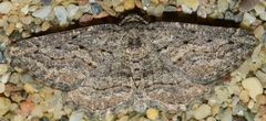 Menophra annegreteae