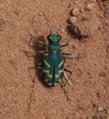 Cicindela tranquebarica parallelonota