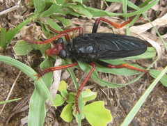 Proagonistes