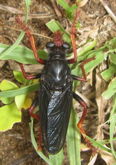 Proagonistes