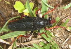 Proagonistes