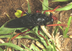 Proagonistes