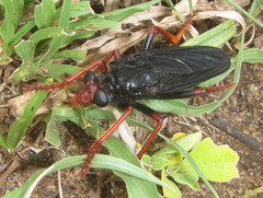 Proagonistes