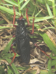 Proagonistes