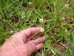 Cyperus sesquiflorus