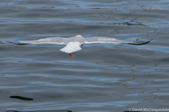 Larus argentatus argentatus