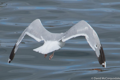 Larus argentatus argentatus