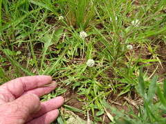 Cyperus sesquiflorus