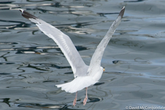 Larus argentatus argentatus