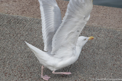 Larus argentatus argentatus