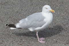 Larus argentatus argentatus