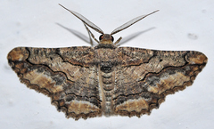 Menophra japygiaria