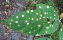 Grovesinia moricola
