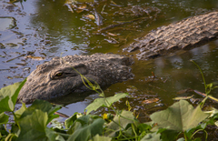 Crocodylus suchus