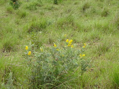 Eriosema psoraleoides