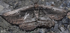 Menophra nycthemeraria