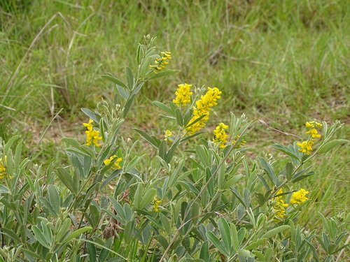 Image of Eriosema psoraleoides by (c) Shaun Swanepoel, some rights reserved (CC BY)