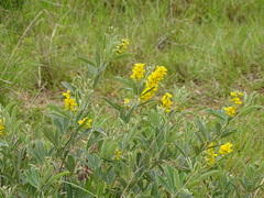 Eriosema psoraleoides