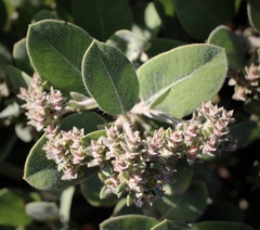 Arctostaphylos × media