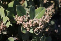 Arctostaphylos × media