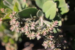 Arctostaphylos × media